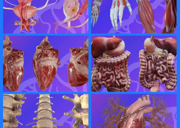 Interactive 3D Medical Visuals of Human Anatomy<br>by BioCloud 3D